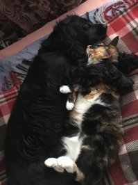 Каждой кошке нужна своя собака