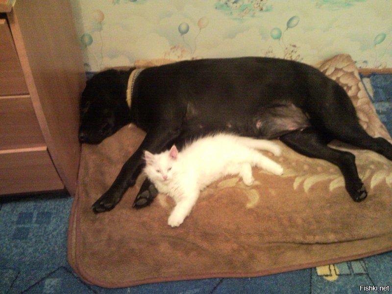 Мои- Айла и Масюн) фото сделано 6 лет назад, но с тех пор ничего не изменилось) Все так же спят вместе, и все так же 5ти килограммовый кот сосет сиську)