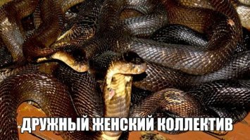 Прикольные и смешные картинки