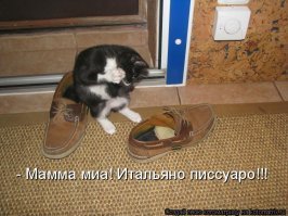 Прикольные и смешные картинки