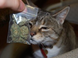 Прикольные и смешные картинки