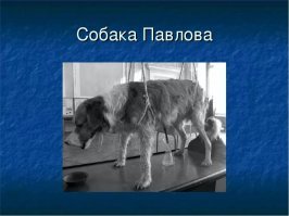 Тауншипы: как живут местные чернокожие в пригородах и поселениях Южной Африки