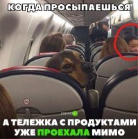 Похоже, она тоже проспала тележку с едой