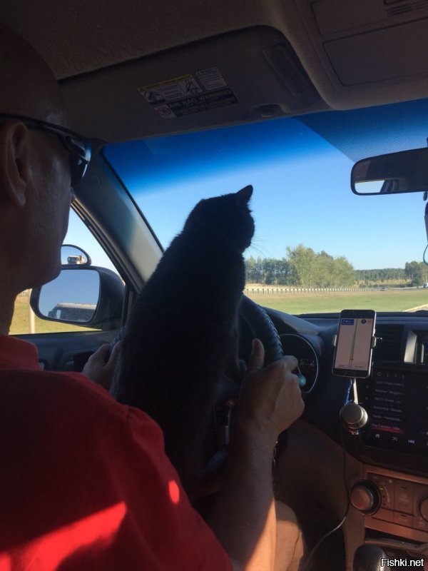 Пускают кота за руль, когда едут в отпуск