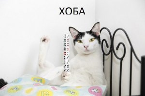 15 самых забавных рекордов Гиннесса за последний год
