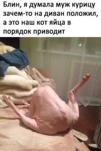 ну этот хоть на кота похож, а то некоторые по заводят неизвестно что ...