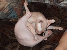 Прикольные и смешные картинки