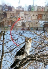 Прикольные и смешные картинки