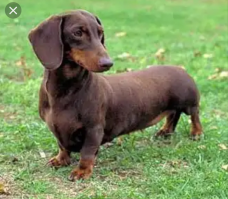 А это понаехавшая кавказская: