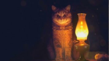 Лампокот откликнулся на призыв.