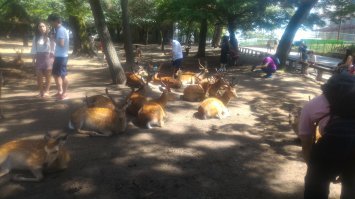 Кролики)) Олени в Нара. Лезут в карманы мордами, печенки выпрашивают.