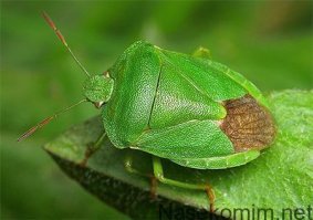 Всё чётко кроме кинзы . С детства терпеть не мог запах клопа-вонючки .