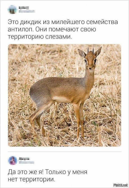 Мужики тоже помечают свою территорию, когда мимо унитаза писают.