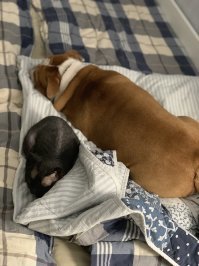 мой котопес на людях, при мне и жене шипят, лаят друг на друга, делают вид что не кореша. а стоит всем на работу разойтись и вот. попались таки ). всегда вместе когда дома нет никого.