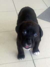 А где тяв? 
Хотя, моя не тявкала. Она сразу говорила Бу!