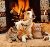 Фотодоказательств того, что кошки и собаки умеют дружить