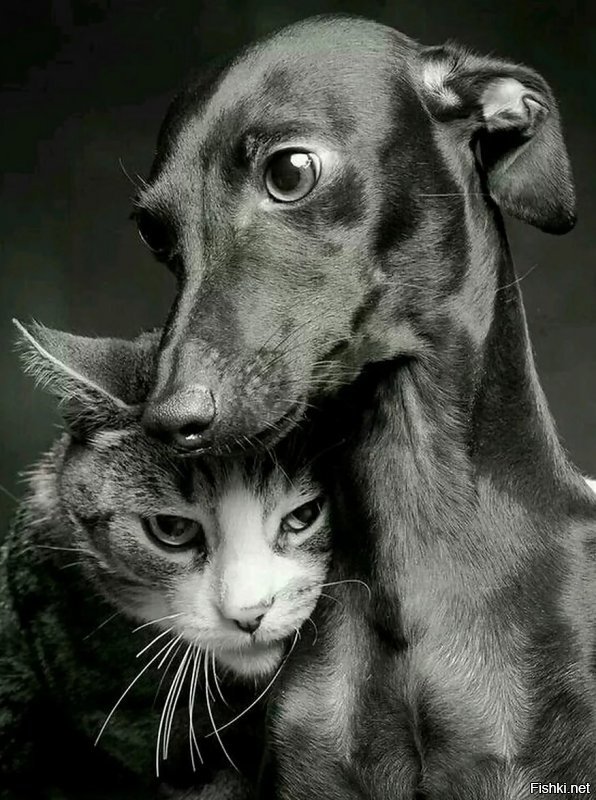 Фотодоказательств того, что кошки и собаки умеют дружить