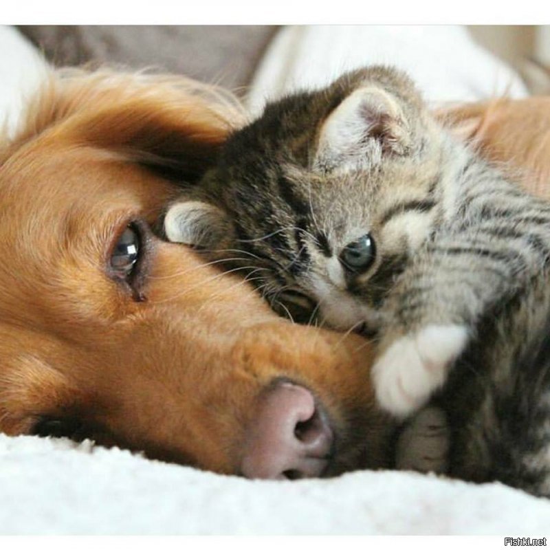 Фотодоказательств того, что кошки и собаки умеют дружить