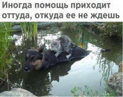 Фотодоказательств того, что кошки и собаки умеют дружить