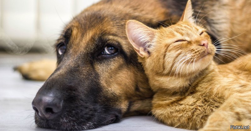 Фотодоказательств того, что кошки и собаки умеют дружить