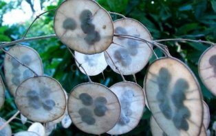 Вот еще до кучи. Черепушки - это львиный зев, кружочки - лунник.