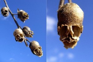 Вот еще до кучи. Черепушки - это львиный зев, кружочки - лунник.