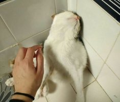 Забавные животные