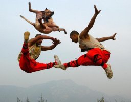 Забавных животных, которых сфотографировали в идеальный момент