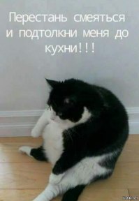 Странные кошки