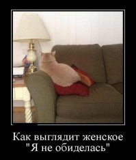 Странные кошки