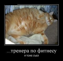 Странные кошки
