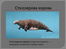 Истребили стеллерову корову. Дюгонь остался единственным представителем семейства дюгоневых.