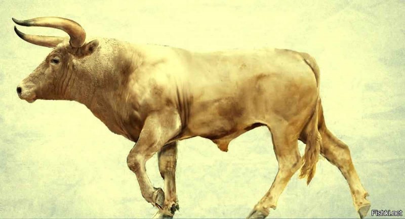 Тур(Европейский дикий бык) Последнее животное погибло в 1627 году.
