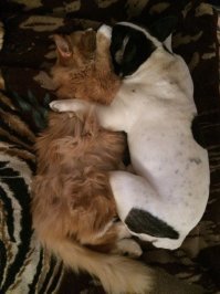 вот мои спят)))