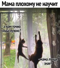 Забавные животные
