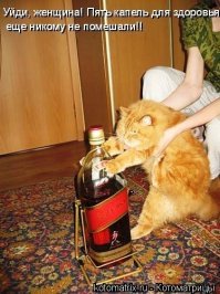 Странные кошки