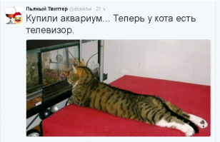 В Ростове найдены читающие коты