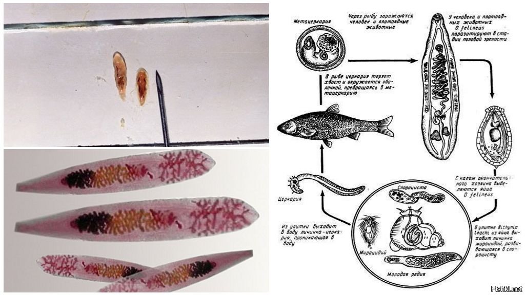 Кошачья двуустка жизненный. Сибирская двуустка жизненный цикл. Жизненный цикл кошачьего сосальщика схема. Жизненный цикл кошачьей двуустки Opisthorchis felineus.. Opisthorchis felineus жизненный цикл.