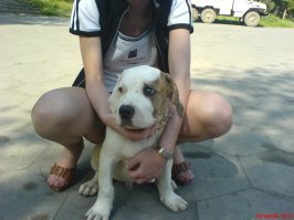 У меня америкос до 65кг вырос. Жена уже не могла поднимать...))