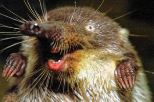 вот она какая эта выхухоль.)