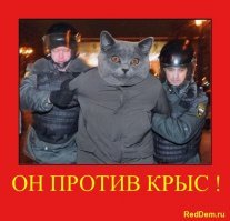 Воспитательницу, показавшую родителям крыс в группе, назвали ябедой и уволили 