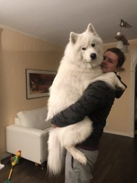 Это же самоедик, этот мишка готов зализать ваши уши до смерти!