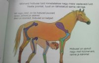 Судя по взгляду,коню явно нравится