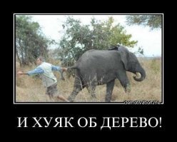 Прикольные и смешные картинки