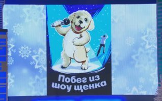 Щенок не бросил своего пушистого друга