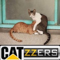 Коты, по которым Оскар плачет