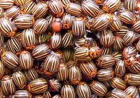 Прикольные и смешные картинки