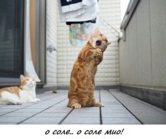 Коты, по которым Оскар плачет