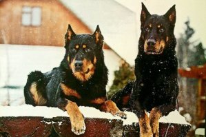 Немецкая овчарка черного окраса