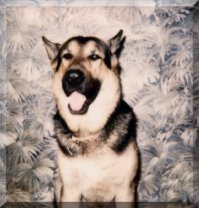 Обожаю немецких овчарок. Вот мой пес Джой. Его с нами нет уже много лет, а я по нему очень сильно скучаю.